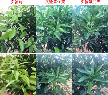 橘皮精油使用效果對比 橘皮精油使用效果對比