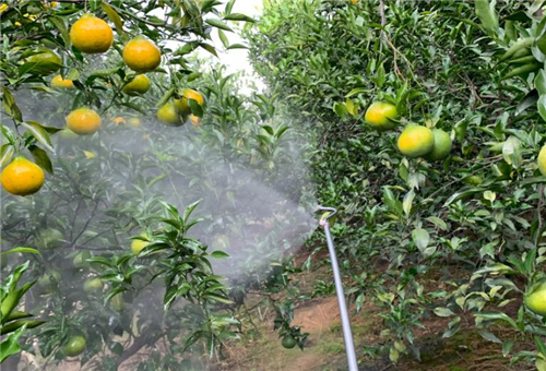 夏季葉面肥使用要求 夏季葉面肥使用要求